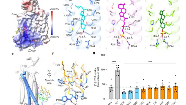 藏在身体里的 “代谢开关”！上交大团队在 Nature 解开它的结构密码