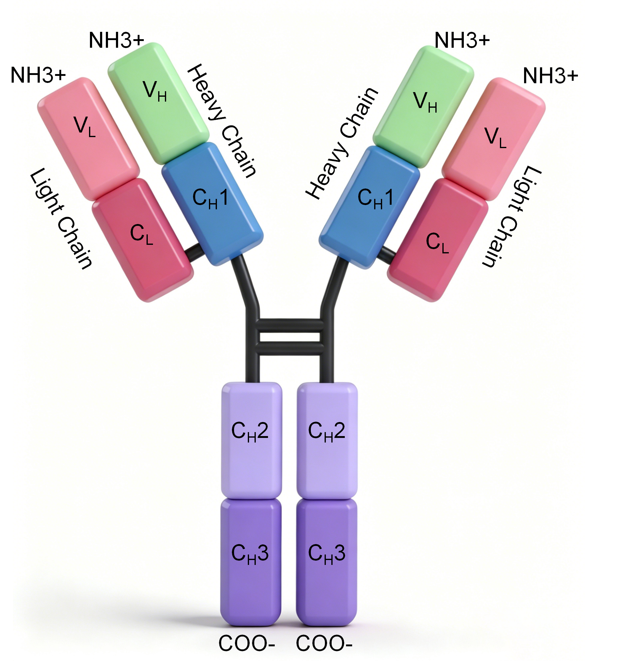Anti-CD19 Antibody (4G7)