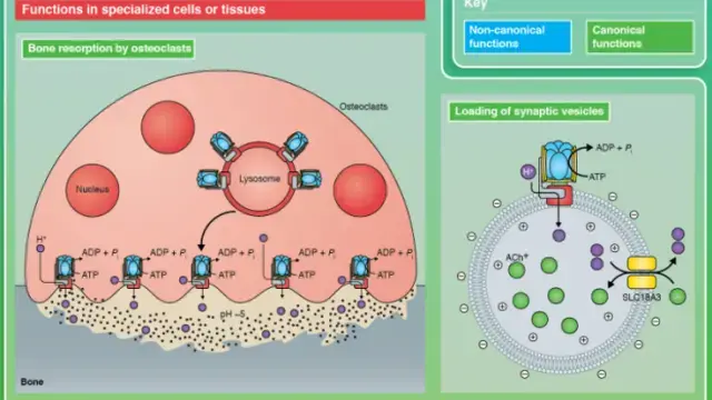 TargetMol天然产物——Bafilomycin A1（Cat. No. T6740, CAS. 88899-55-2），自噬流研究的核心利器