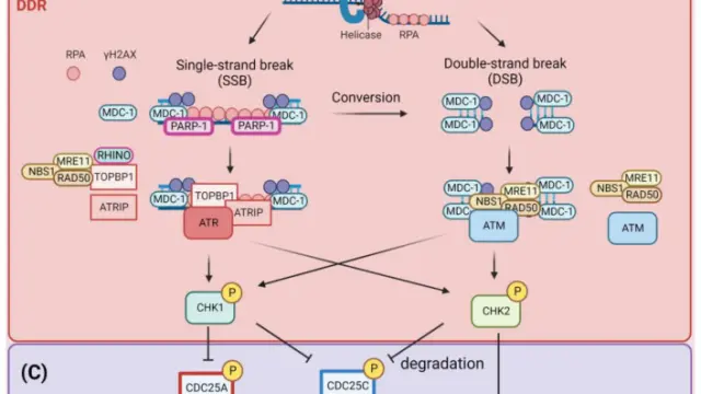 TargetMol通用试剂——Doxorubicin hydrochloride（Cat. No. T1020, CAS. 25316-40-9），DNA嵌入型细胞杀手