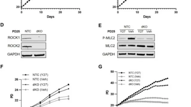 TargetMol信号通路——Y-27632（Cat. No. T1870, CAS. 146986-50-7），高效诱导重编程辅助因子