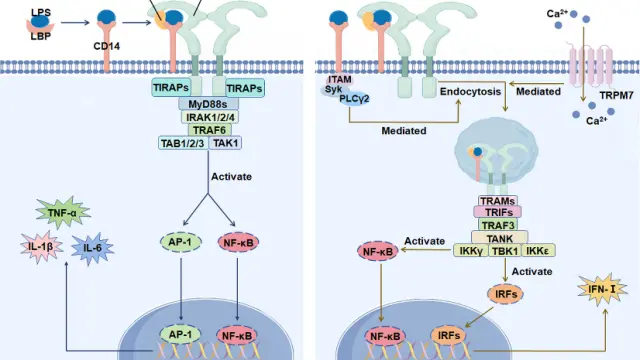 TargetMol疾病造模——Lipopolysaccharides（Cat. No. T11855），让免疫细胞全线进入战备