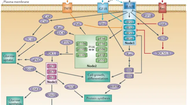 TargetMol多肽——Insulin（human）（Cat. No. T8221, CAS. 11061-68-0），细胞能量大门的钥匙
