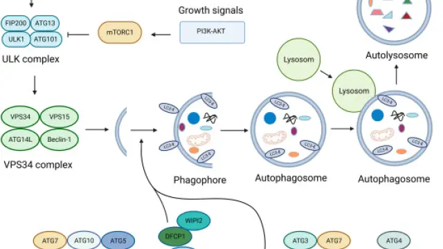 TargetMol天然产物——3-Methyladenine（Cat. No. T1879, CAS. 5142-23-4），调控自噬通量的开关