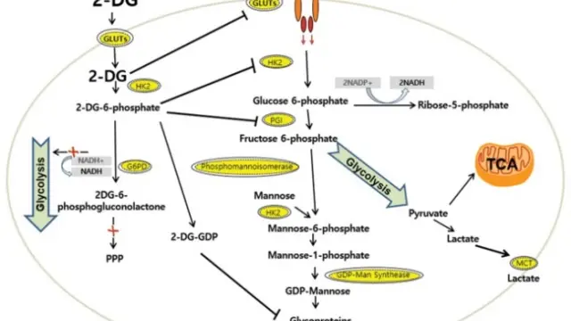 TargetMol天然产物——2-Deoxy-D-glucose（Cat. No. T6742, CAS. 154-17-6），糖酵解路径拦截者