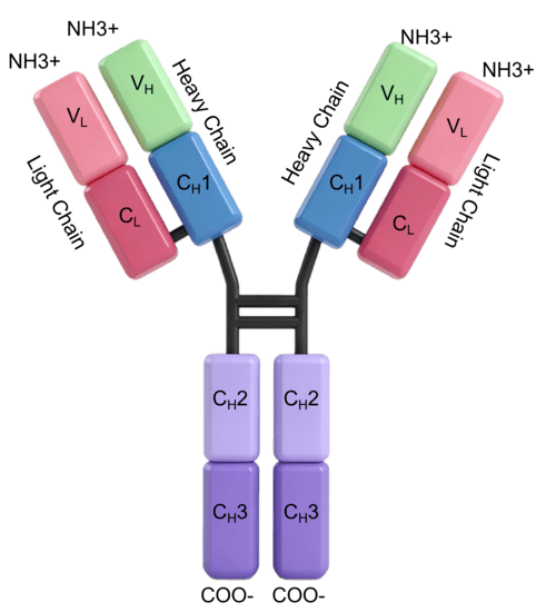 Sofituzumab vedotin