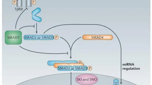 TargetMol信号通路——SB-431542（Cat. No. T1726,CAS. 301836-41-9），按下TGF-β信号暂停键