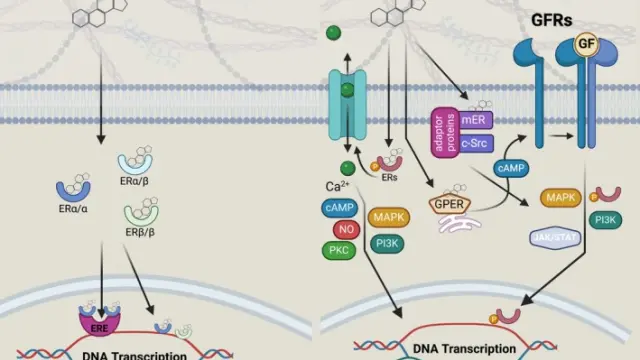 TargetMol信号通路——Tamoxifen（Cat. No. T6906, CAS. 10540-29-1），实验室里的基因剪刀手