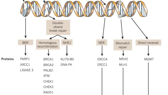 TargetMol天然产物——Bleomycin Sulfate（Cat. No. T6116, CAS. 9041-93-4），切割DNA的剪刀