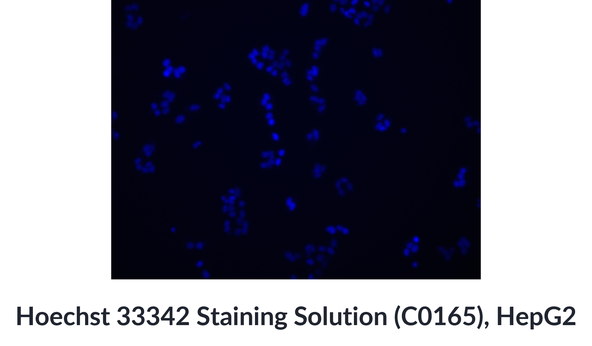  Hoechst 33342 Staining Solution