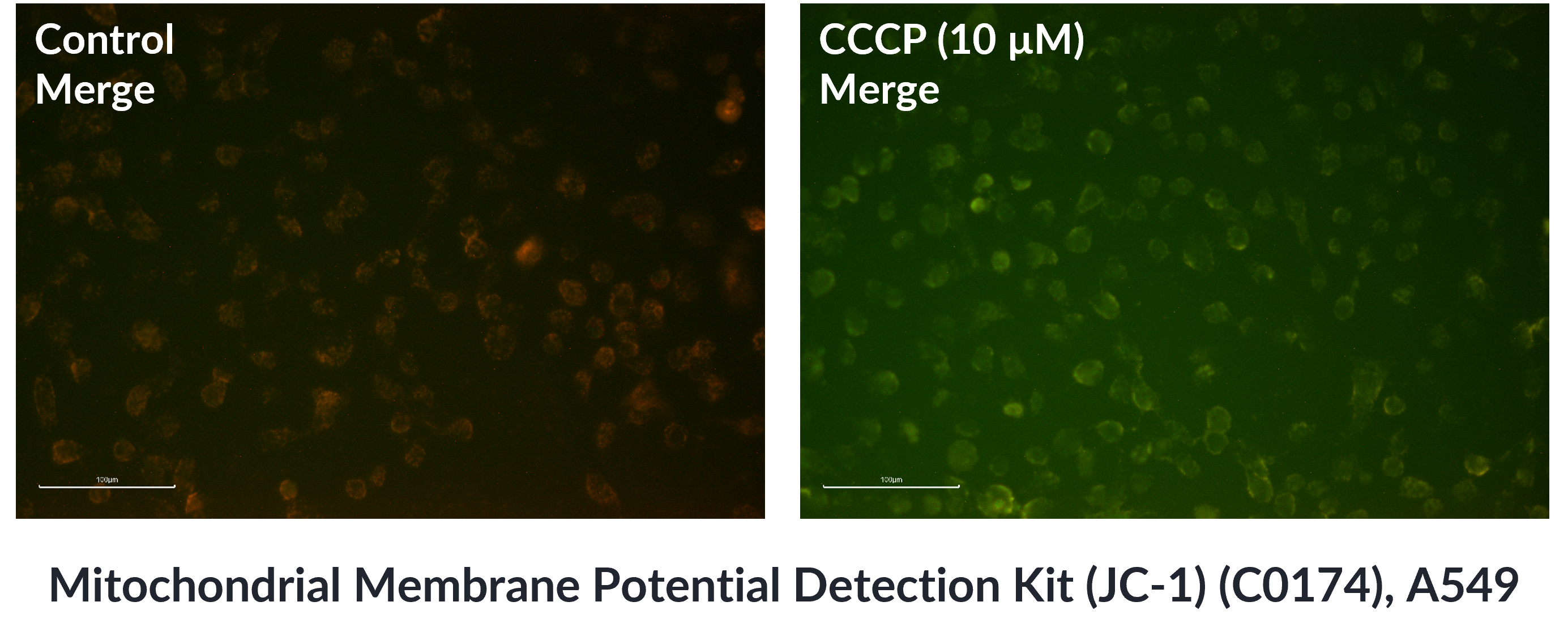  Mitochondrial Membrane Potential Detection Kit (JC-1)