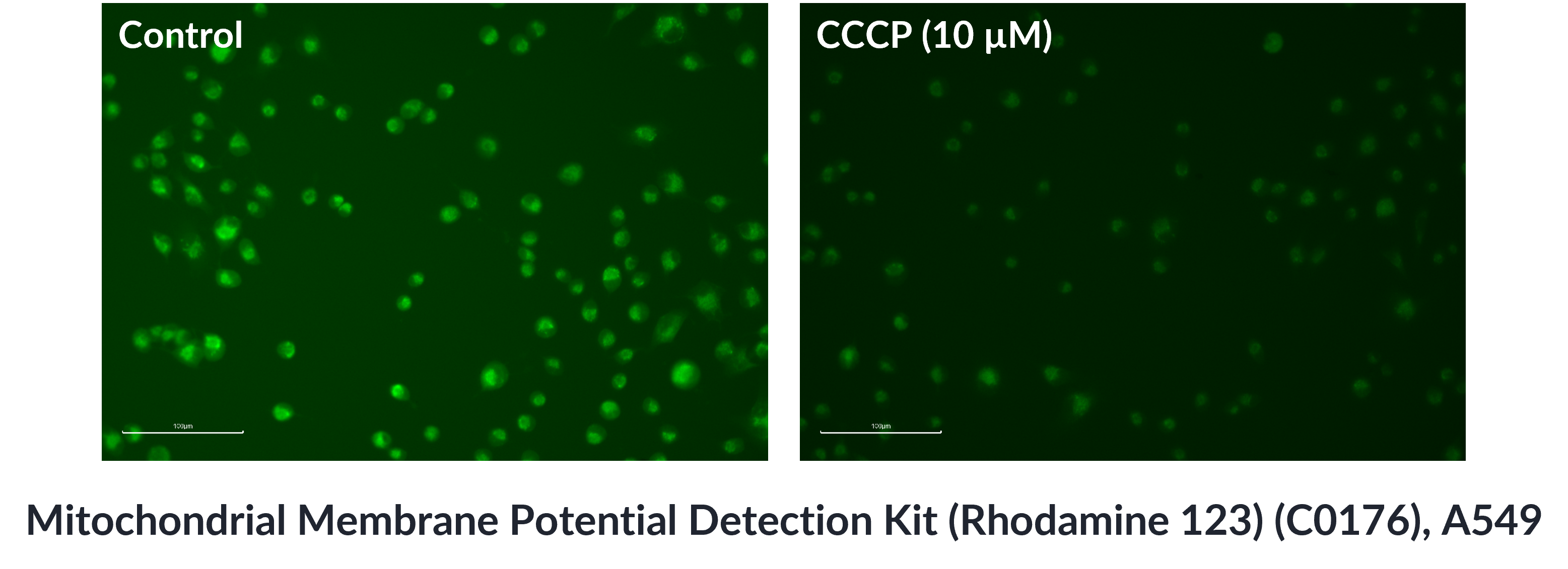  Mitochondrial Membrane Potential Detection Kit (Rhodamine 123)