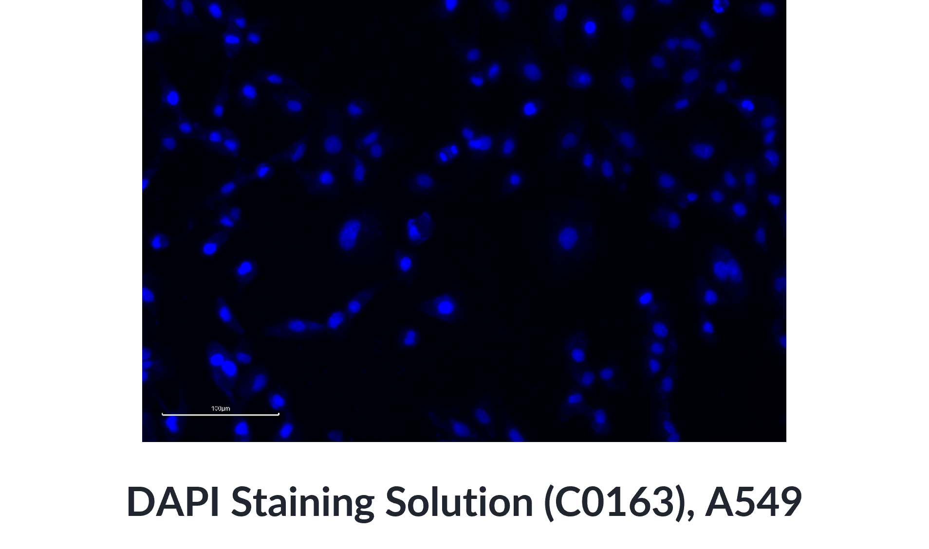  DAPI Staining Solution