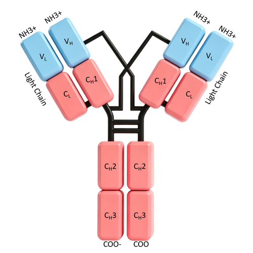 Anti-CD32A Antibody (5W113)