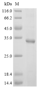 PLD6 Protein, Human, Recombinant (His)