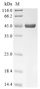 gyrB Protein, E. coli, Recombinant (His)