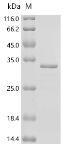 DRD2 Protein, Human, Recombinant (His & Myc)