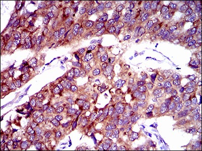 verifiedActivity