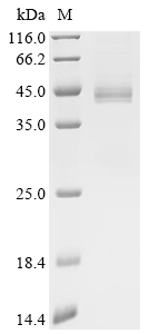 Apolipoprotein E/APOE Protein, Human, Recombinant (R163C, His & Myc)