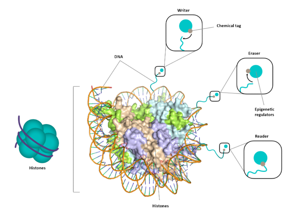  Epigenetic Writer Screening Library