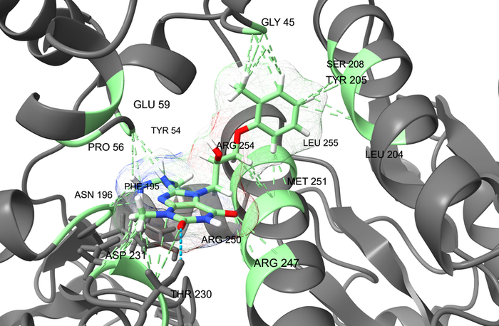  DNA Damage Repair Screening Libraries