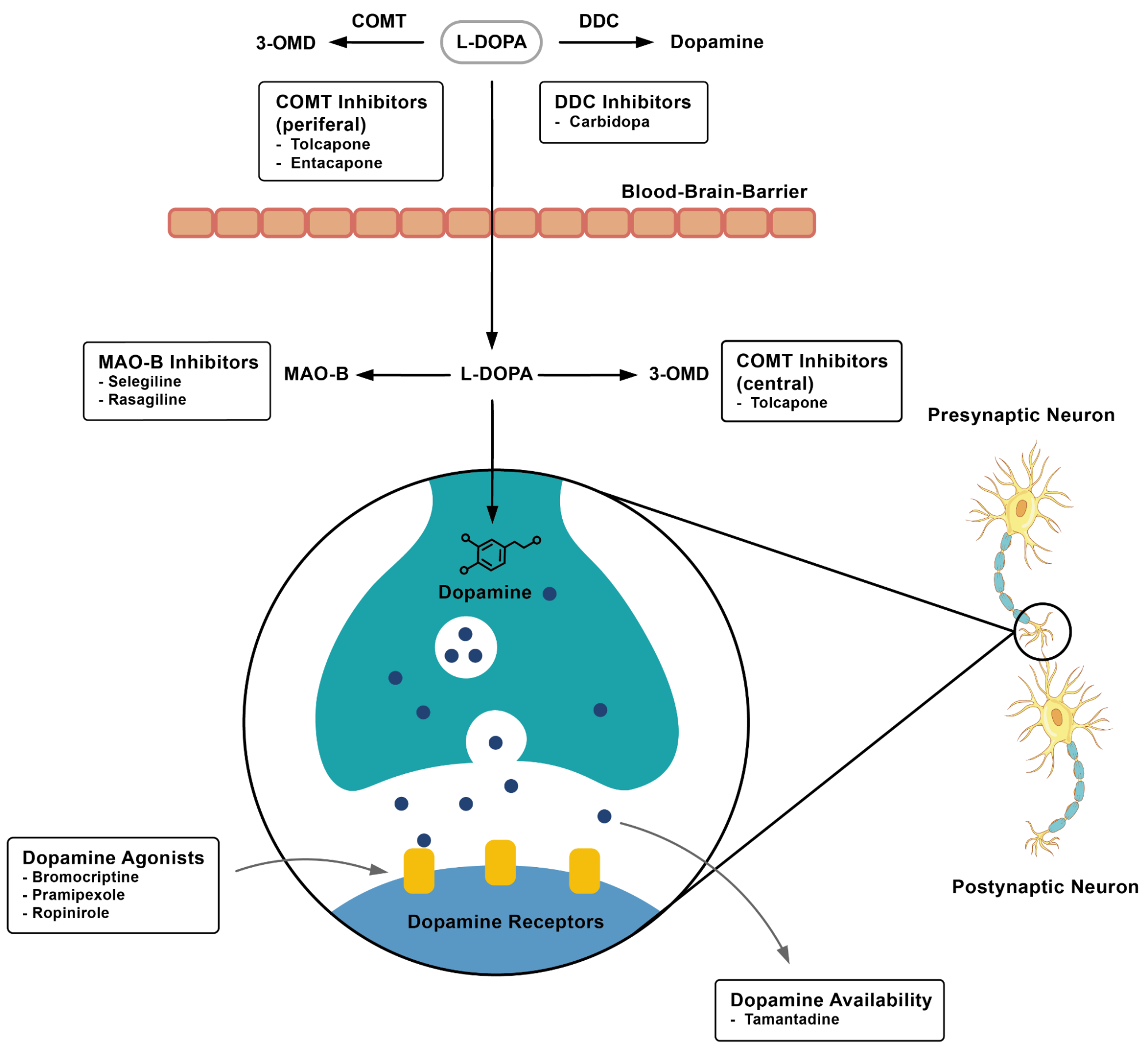  Parkinson’s Disease Screening Library
