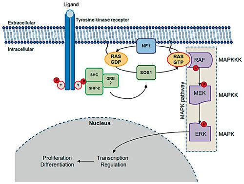  SOS1 Inhibitor Screening Library