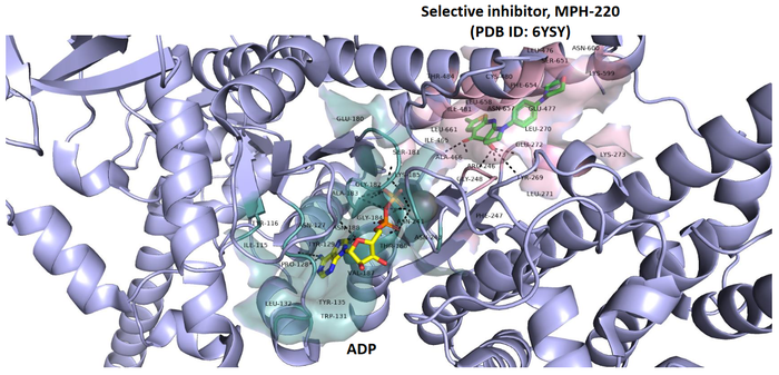  Myosin-focused Screening Library