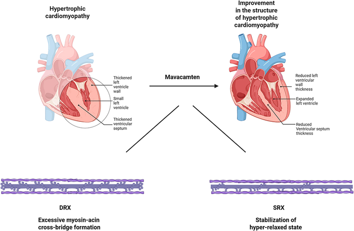  Myosin-focused Screening Library