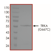 TrkA Protein, Human, Recombinant (G667C, GST)