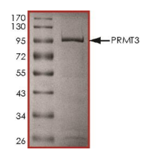 PRMT3 Protein, Human, Recombinant (Active, GST)