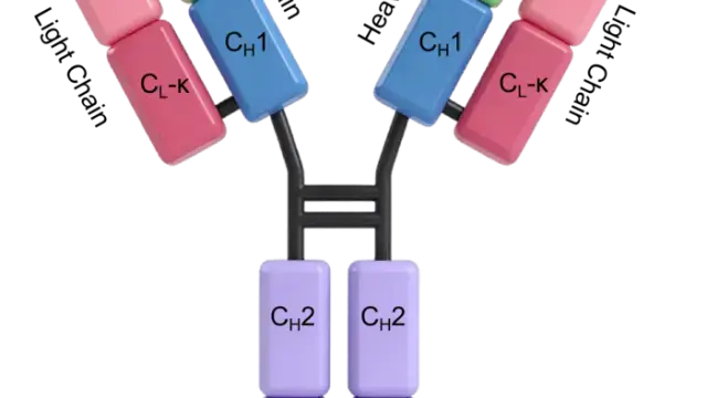 TargetMol明星分子——Trastuzumab（Cat. No. T9912, CAS. 180288-69-1），抑制HER2脱落
