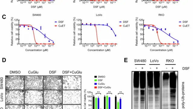 TargetMol 明星化合物｜Disulfiram CAS 97-77-8: 一种靶向代谢调控抗癌活性分子