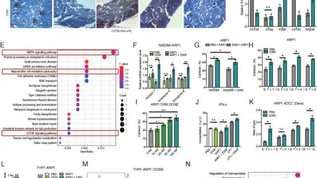 【TargetMol 明星分子】- Daratumumab: 靶向CD38的多重免疫效应机制引领多发性骨髓瘤治疗新突破