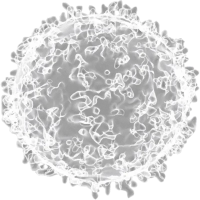 leukocyte