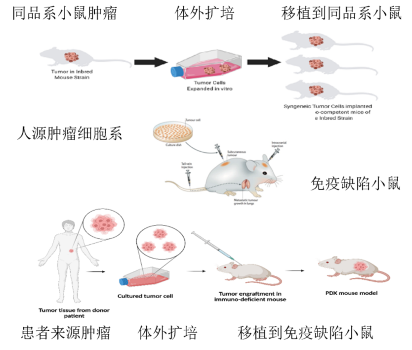 TargetMol | HTS药物发现平台 | 体内药效学研究