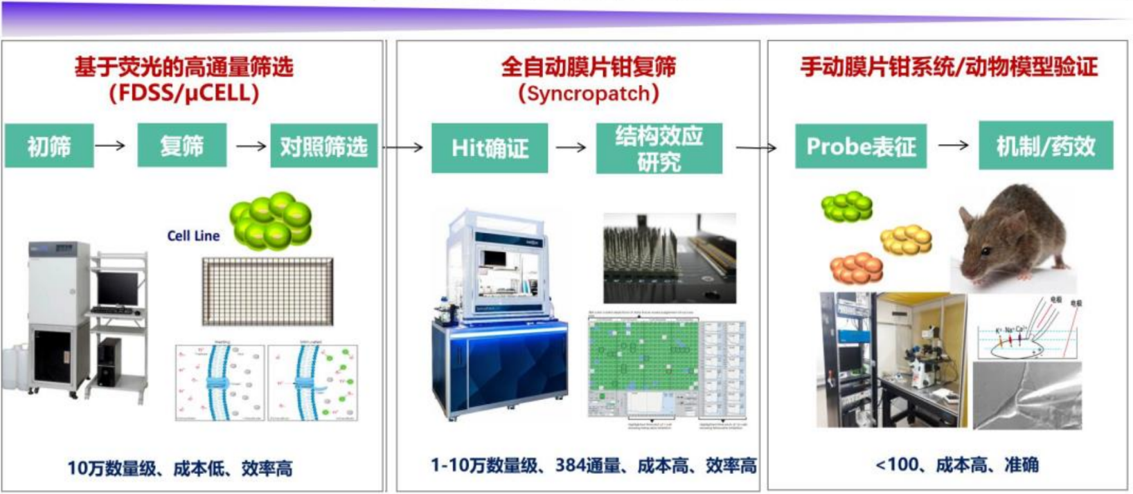 TargetMol | HTS药物发现平台 | 离子通道靶点筛选
