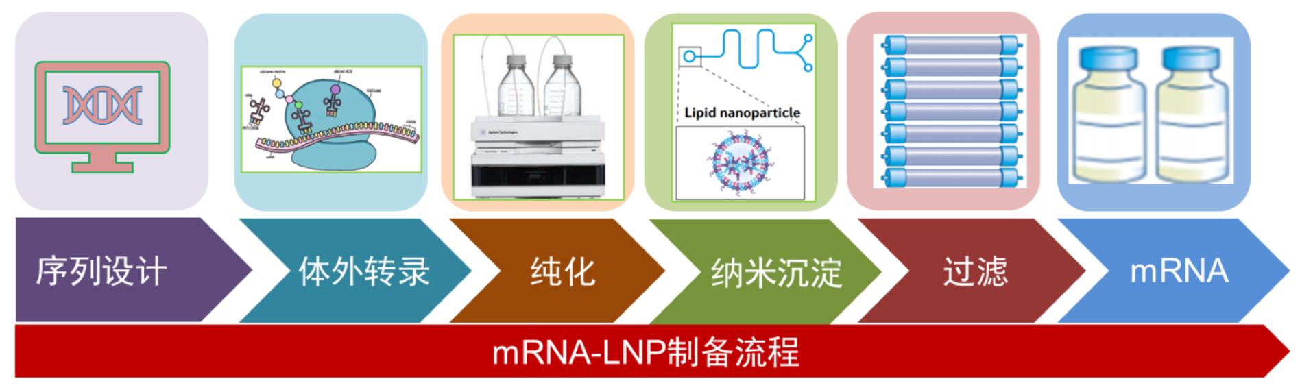 TargetMol | 特色定制服务平台 | mRNA定制合成服务 | mRNA-LNP 制备流程