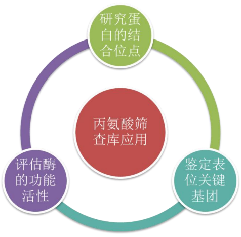 TargetMol | 特色定制服务平台 | 肽库合成及设计服务 | 丙氨酸筛查库