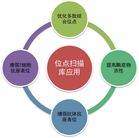 TargetMol | 特色定制服务平台 | 肽库合成及设计服务 | 位点扫描库
