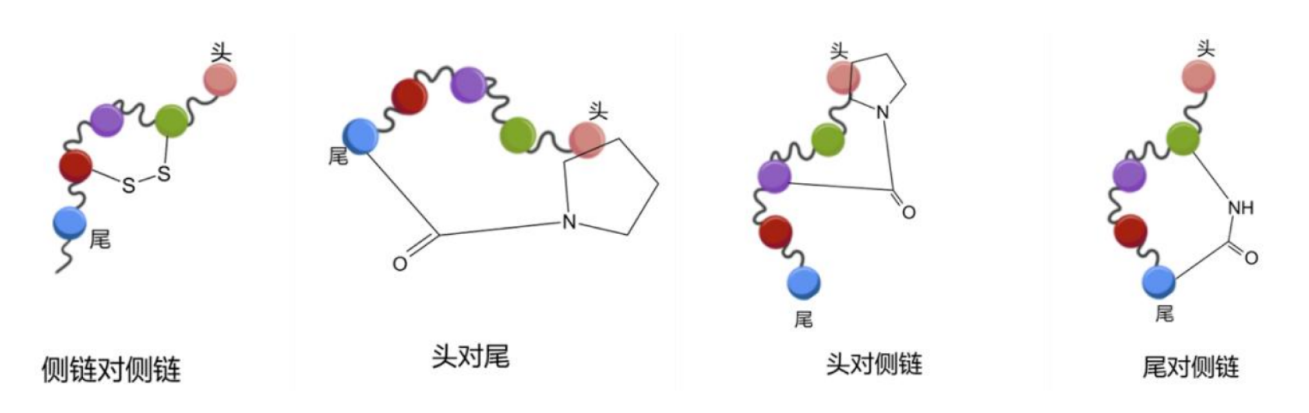 TargetMol | 特色定制服务平台 | PROTAC 相关定制服务 | 陶术生物环肽定制合成经验