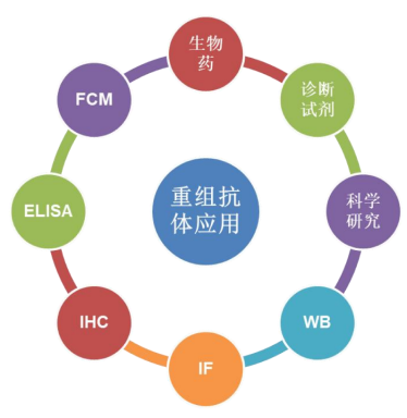TargetMol | 特色定制服务平台 | 重组抗体表达服务