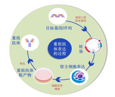 TargetMol | 特色定制服务平台 | 重组抗体表达服务