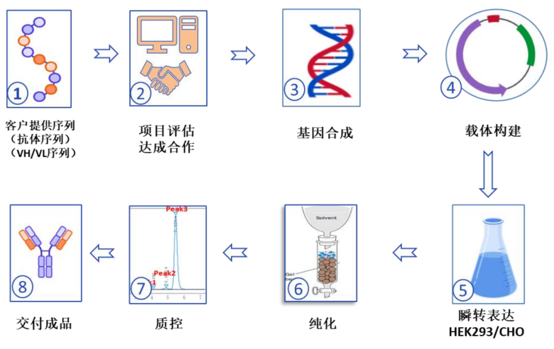 TargetMol | 特色定制服务平台 | 重组抗体表达服务 | 重组抗体表达服务的流程