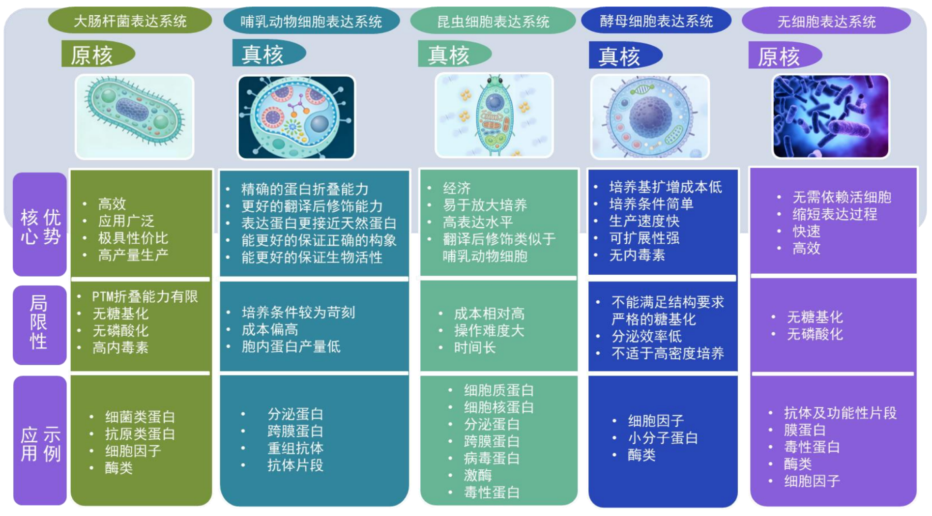 TargetMol | 特色定制服务平台 | 重组蛋白定制服务 | 合适的蛋白表达系统选择