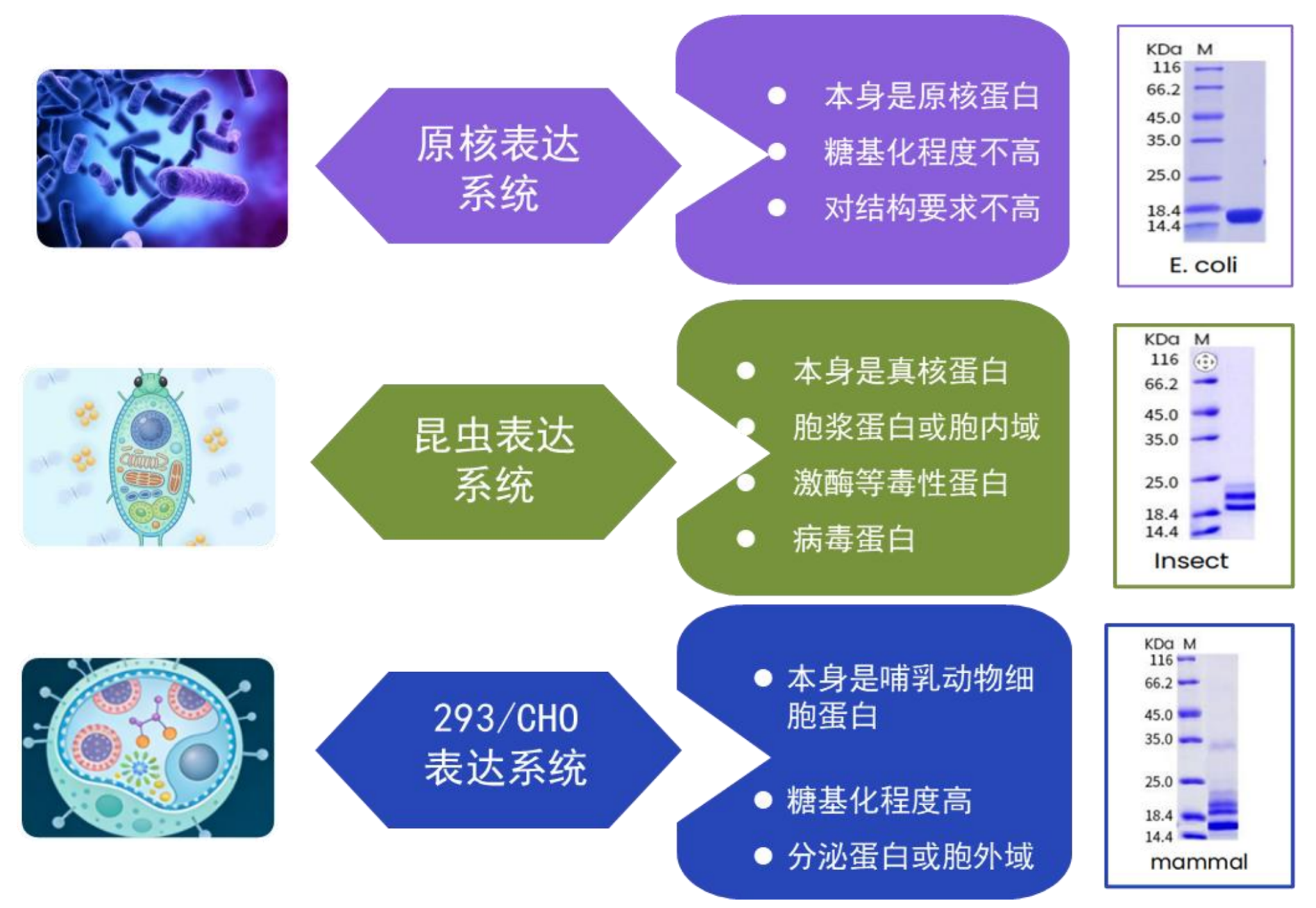 TargetMol | 特色定制服务平台 | 重组蛋白定制服务 | 合适的蛋白表达系统选择