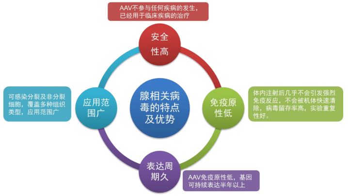 TargetMol | 腺相关病毒包装服务
