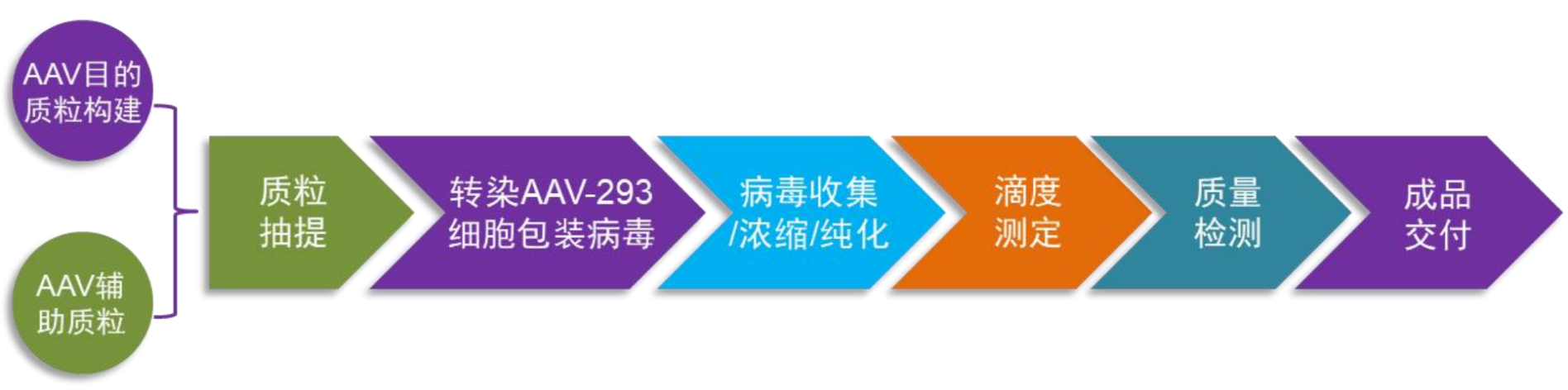 TargetMol | 特色定制服务平台 | 腺相关病毒包装服务 | 腺相关病毒包装服务流程