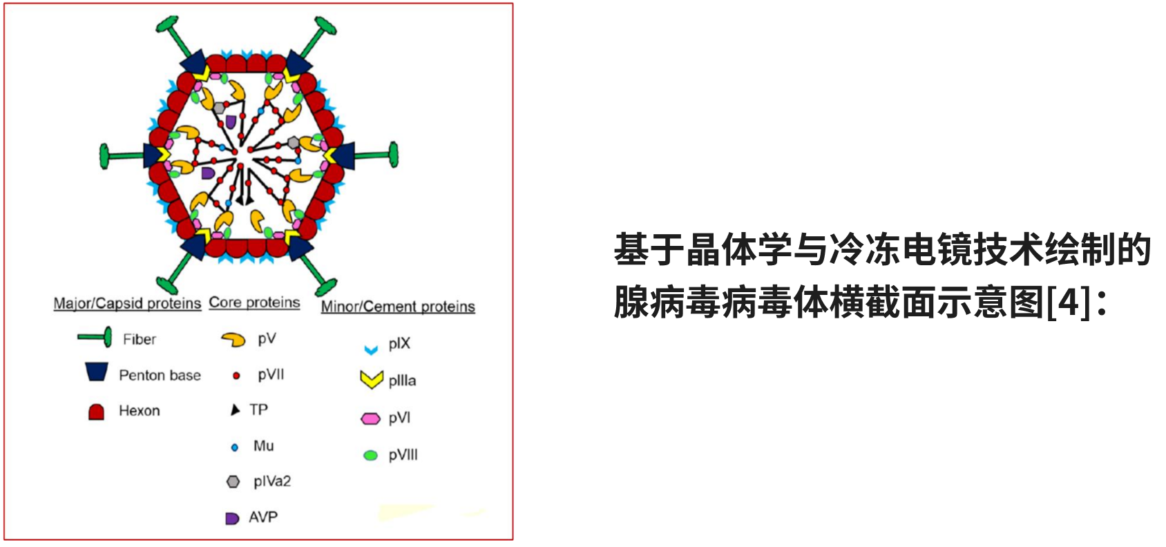 TargetMol | 特色定制服务平台 | 腺病毒包装服务 | 腺病毒基因组