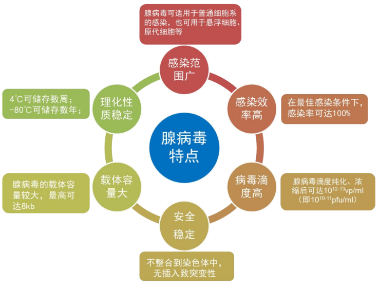 TargetMol | 特色定制服务平台 | 腺病毒包装服务 | 腺病毒转染细胞的特点及优势
